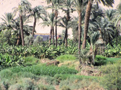 Kom Ombo train to Aswan hiding behind the trees, June 2010